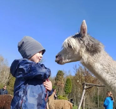 Ekskursija Alpakų parke 04