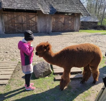 Ekskursija Alpakų parke 07