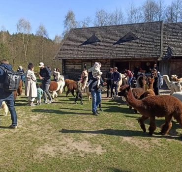 Ekskursija Alpakų parke 08