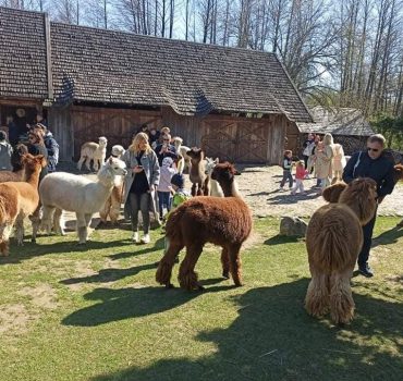 Ekskursija Alpakų parke 09