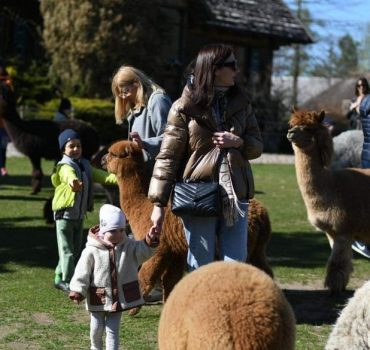 Ekskursija Alpakų parke 13