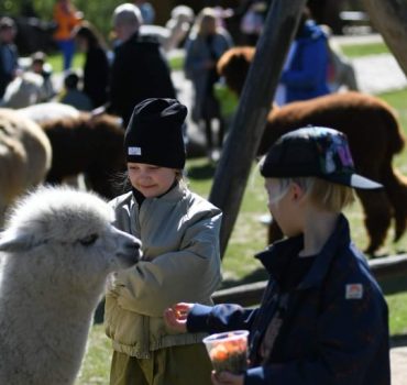 Ekskursija Alpakų parke 14
