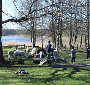 Ekskursija Alpakų parke 16