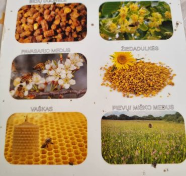 Edukacija Apie medu ir bites - Gudručių grupė 03